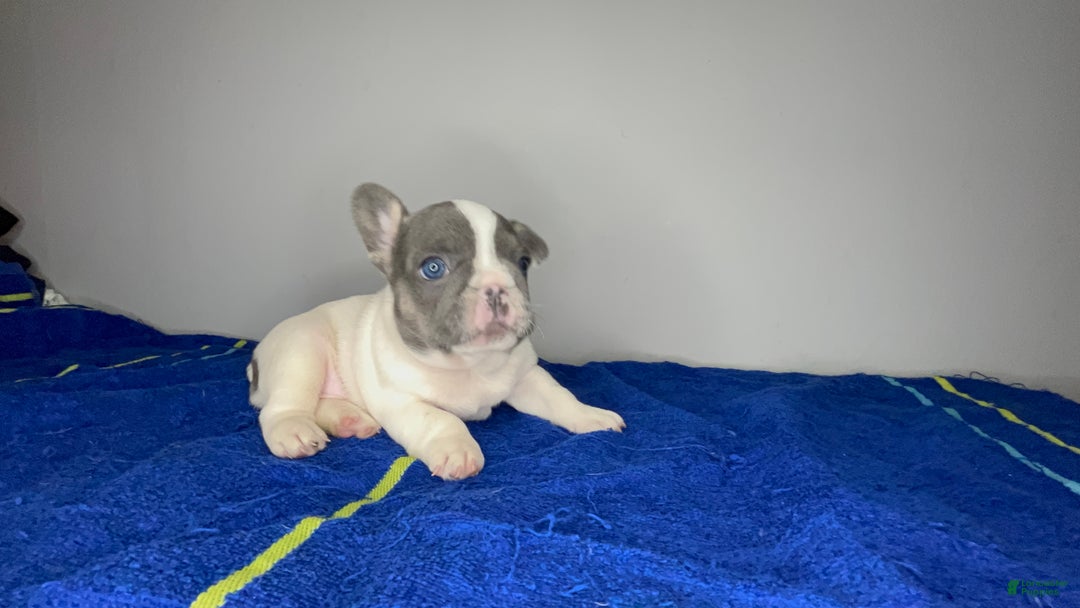 French Bulldog dogs for sale: French Bulldog Puppy 1 - Ad 4