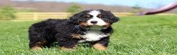 Bernese Mountain Dog dogs for sale: Crooked Jim - Ad 11