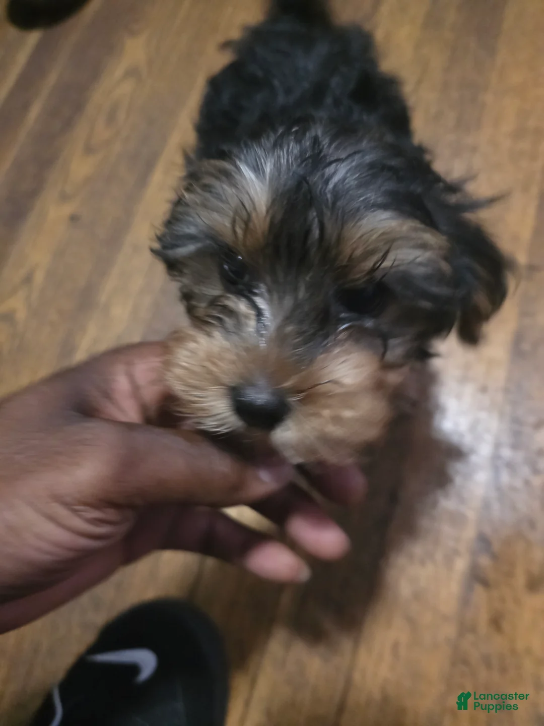 Yorkshire Terrier dogs for sale: Yorkshire Terrier 4 - Ad 2