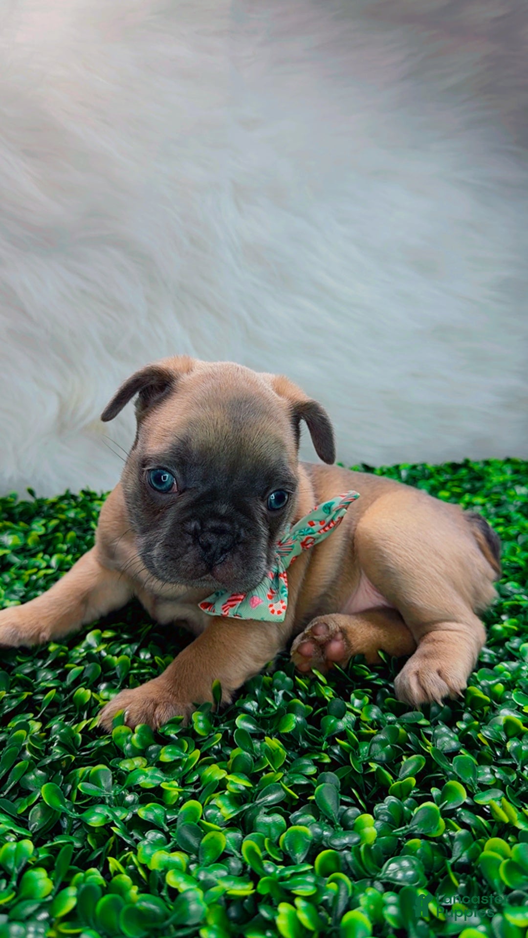 French Bulldog dogs for sale: MONNET - Ad 6