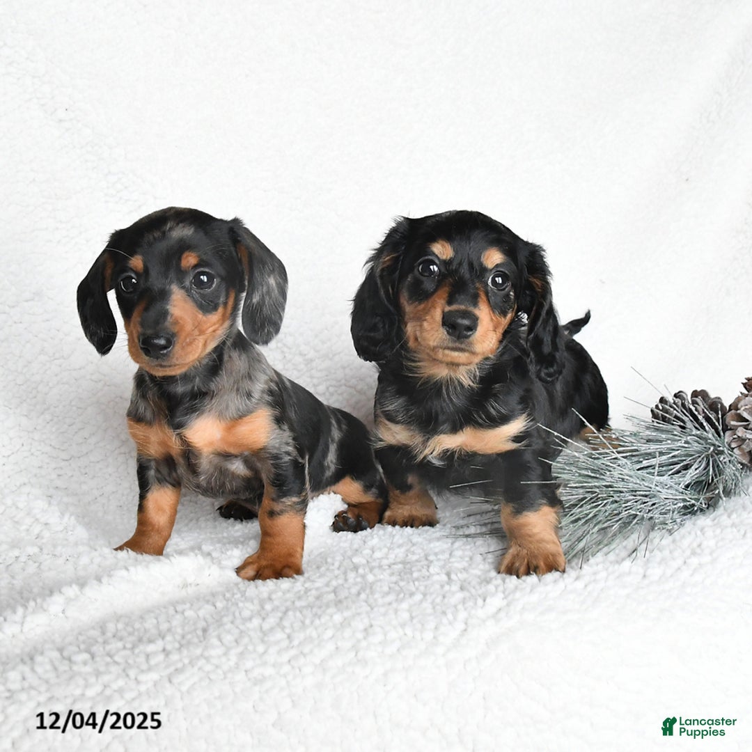 Dachshund dogs for sale: Joy - Ad 2