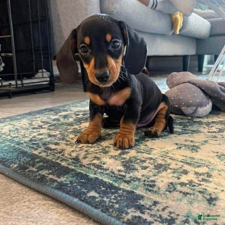 Dachshund dogs Pip - Ad 41