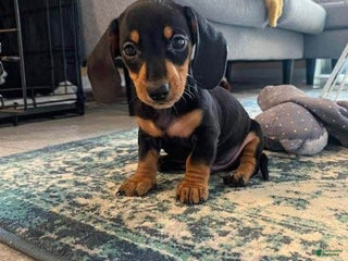 Dachshund dogs Pip - Ad 41