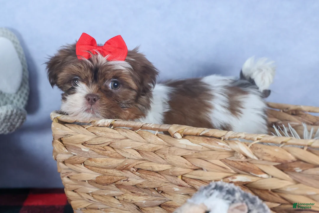 Shih Tzu dogs for sale: FINN - Ad 12