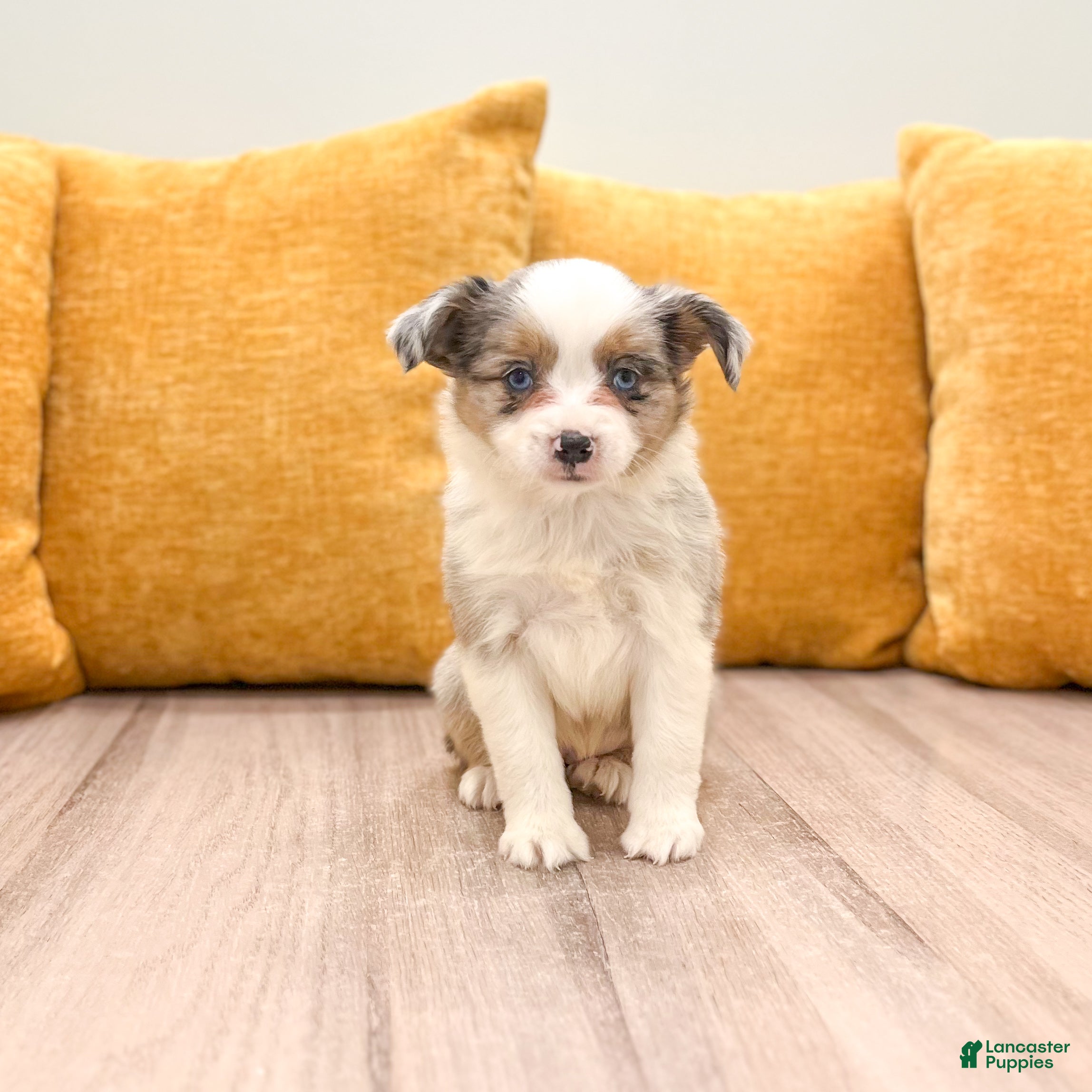Miniature Australian Shepherd dogs Twinkle - Ad 1