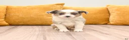 Miniature Australian Shepherd dogs for sale: Twinkle - Ad 1