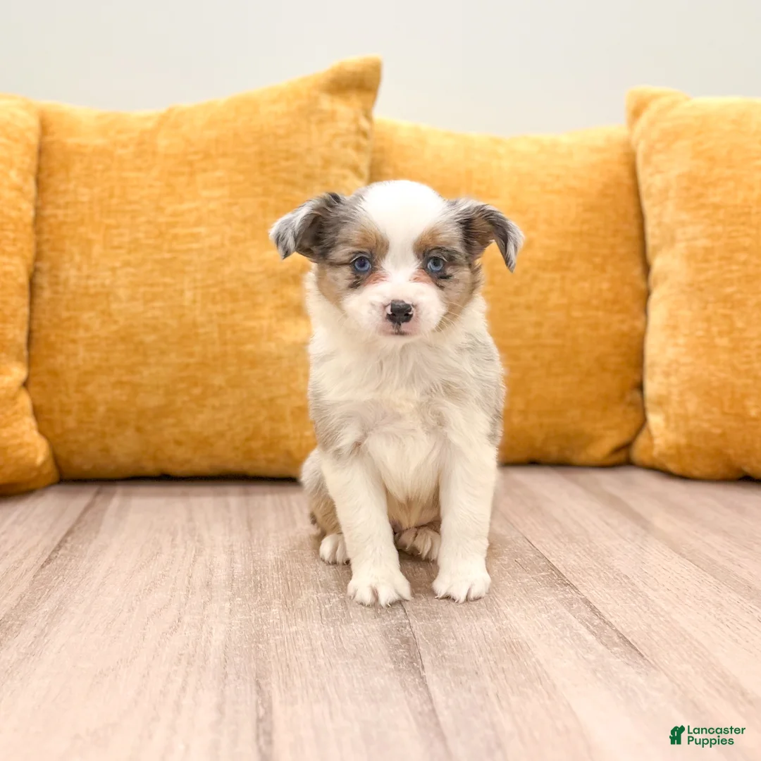 Miniature Australian Shepherd dogs for sale: Twinkle - Ad 1