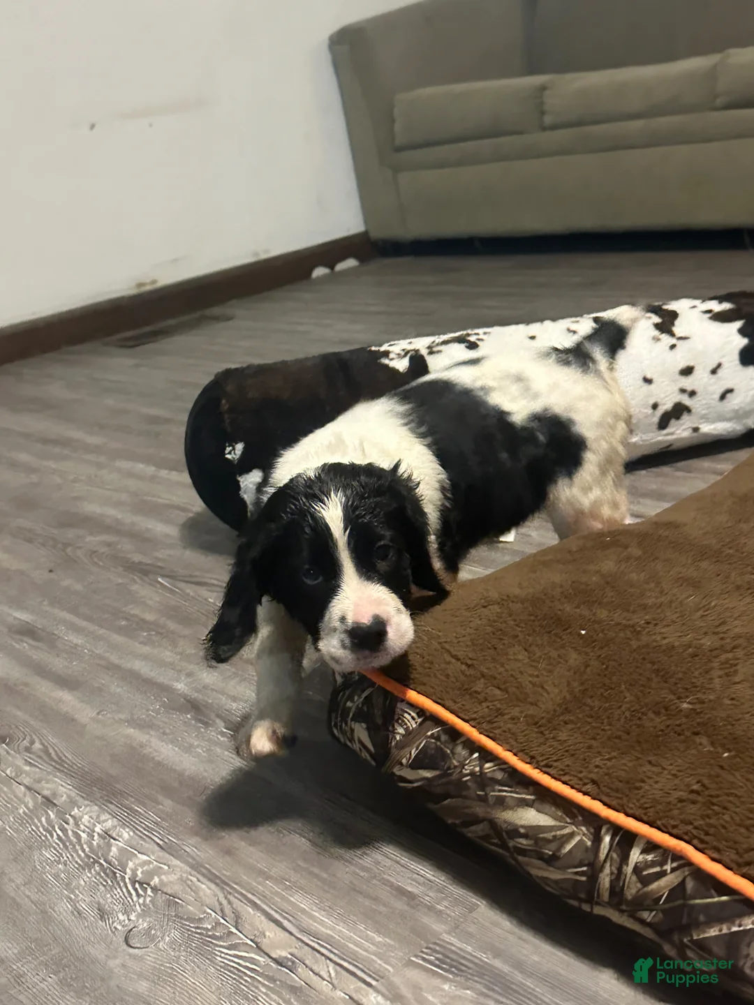 English Springer Spaniel dogs for sale: English Springer Spaniel Puppy 1 - Ad 12