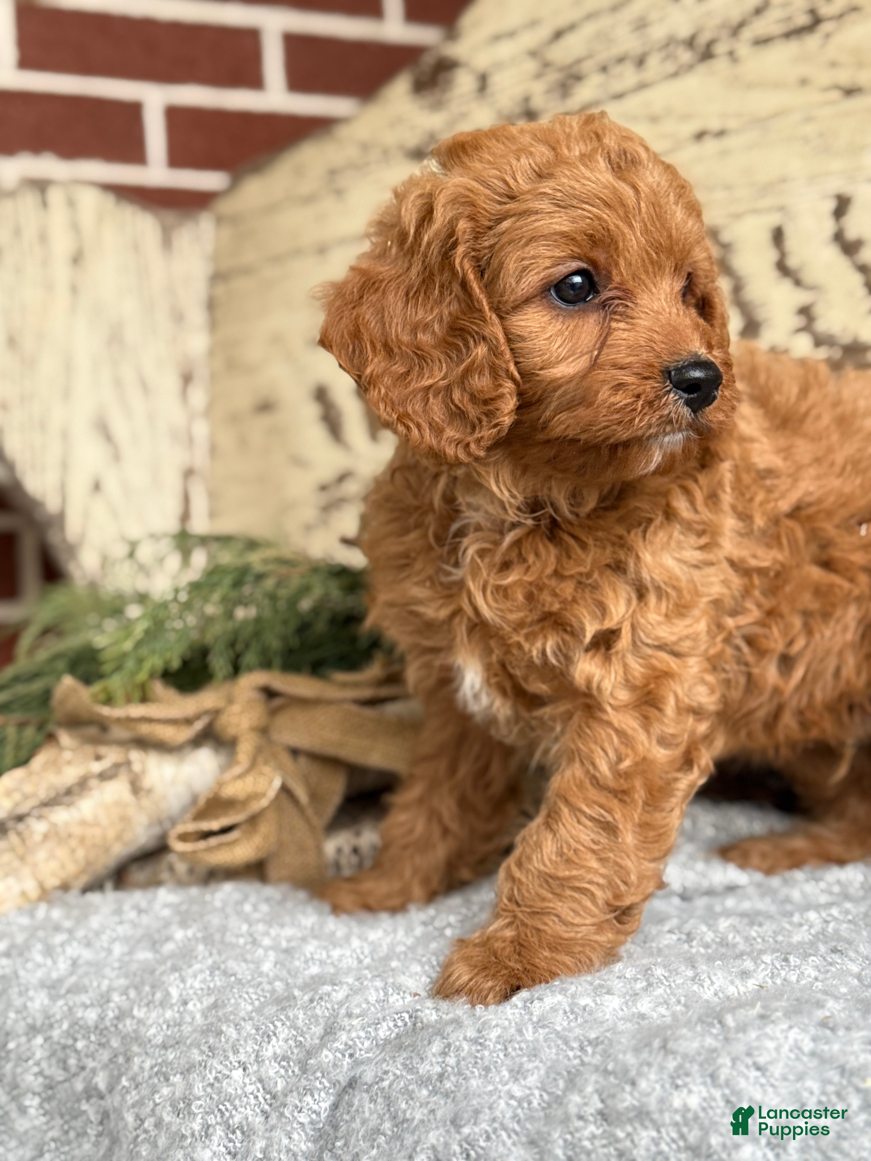 Mixed Breed dogs Sanchez - Ad 2