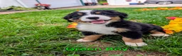Bernese Mountain Dog dogs for sale: Winnie - Ad 1