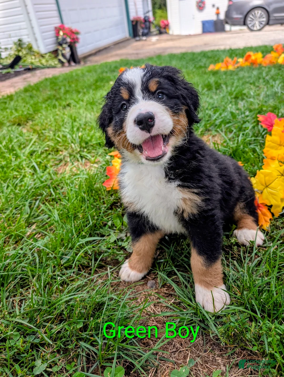 Bernese Mountain Dog dogs for sale: Winnie - Ad 1