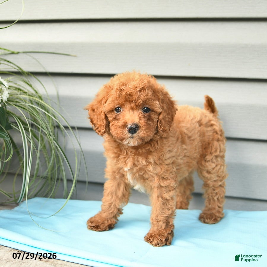 Cavapoo dogs Alice  - Ad 1