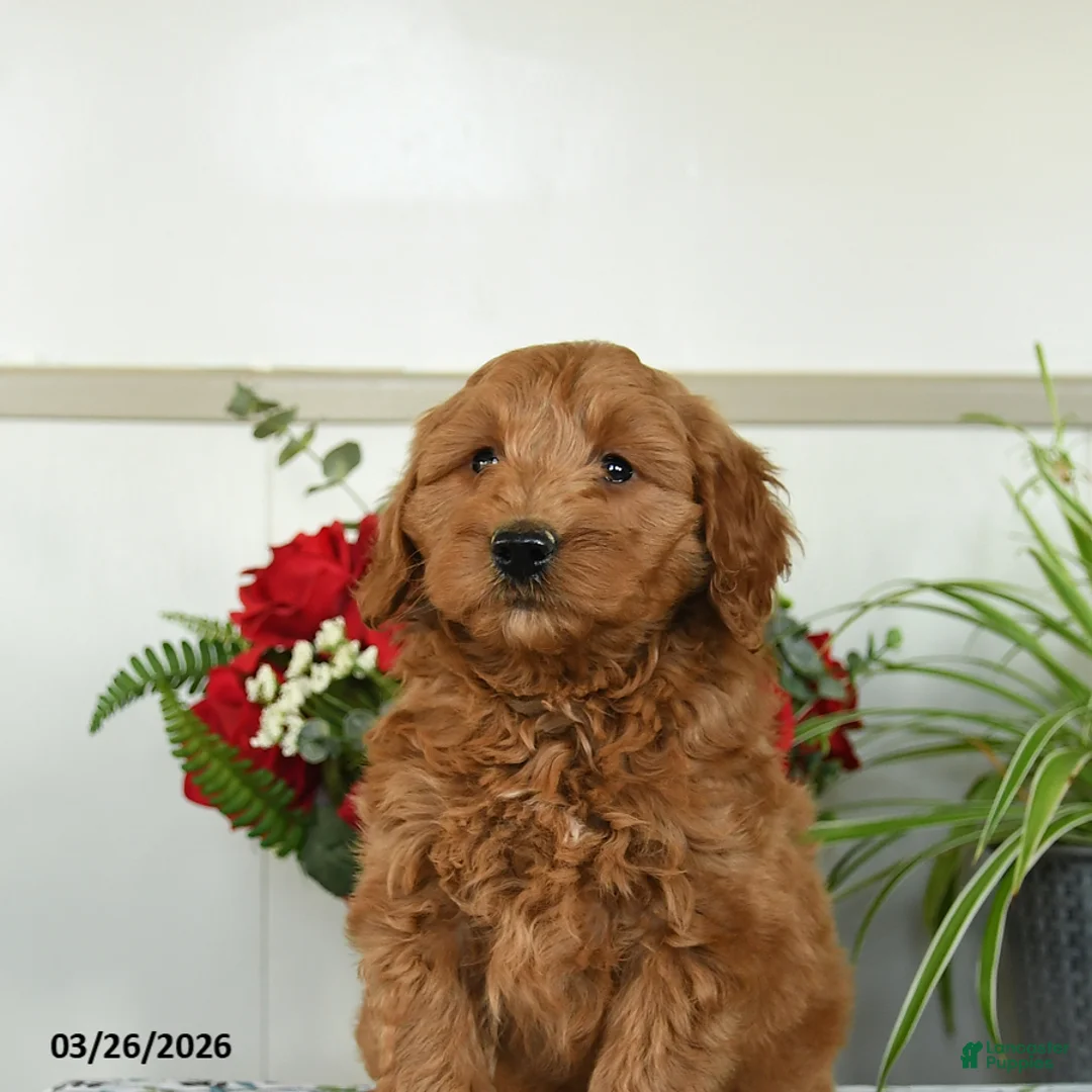 Mini Goldendoodle dogs for sale: Willow - Ad 2