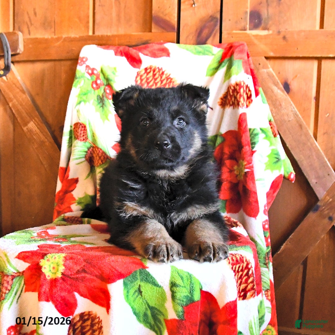 German Shepherd dogs for sale: Pepper - Ad 3