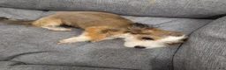 Mixed Breed dogs for sale: Joe Corgi Mixed Small Breed Puppy  - Ad 3
