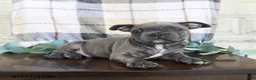 Frenchton dogs for sale: Jaron - Ad 3