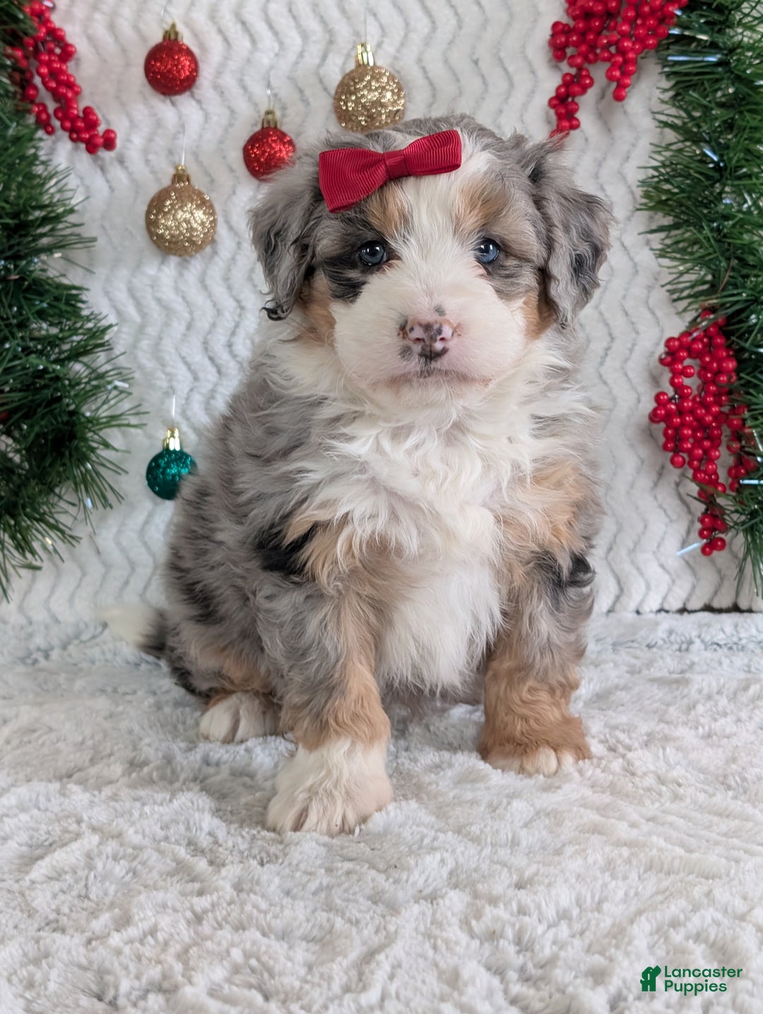 Mini Bernedoodle dogs for sale: Mini Pippa  - Ad 16