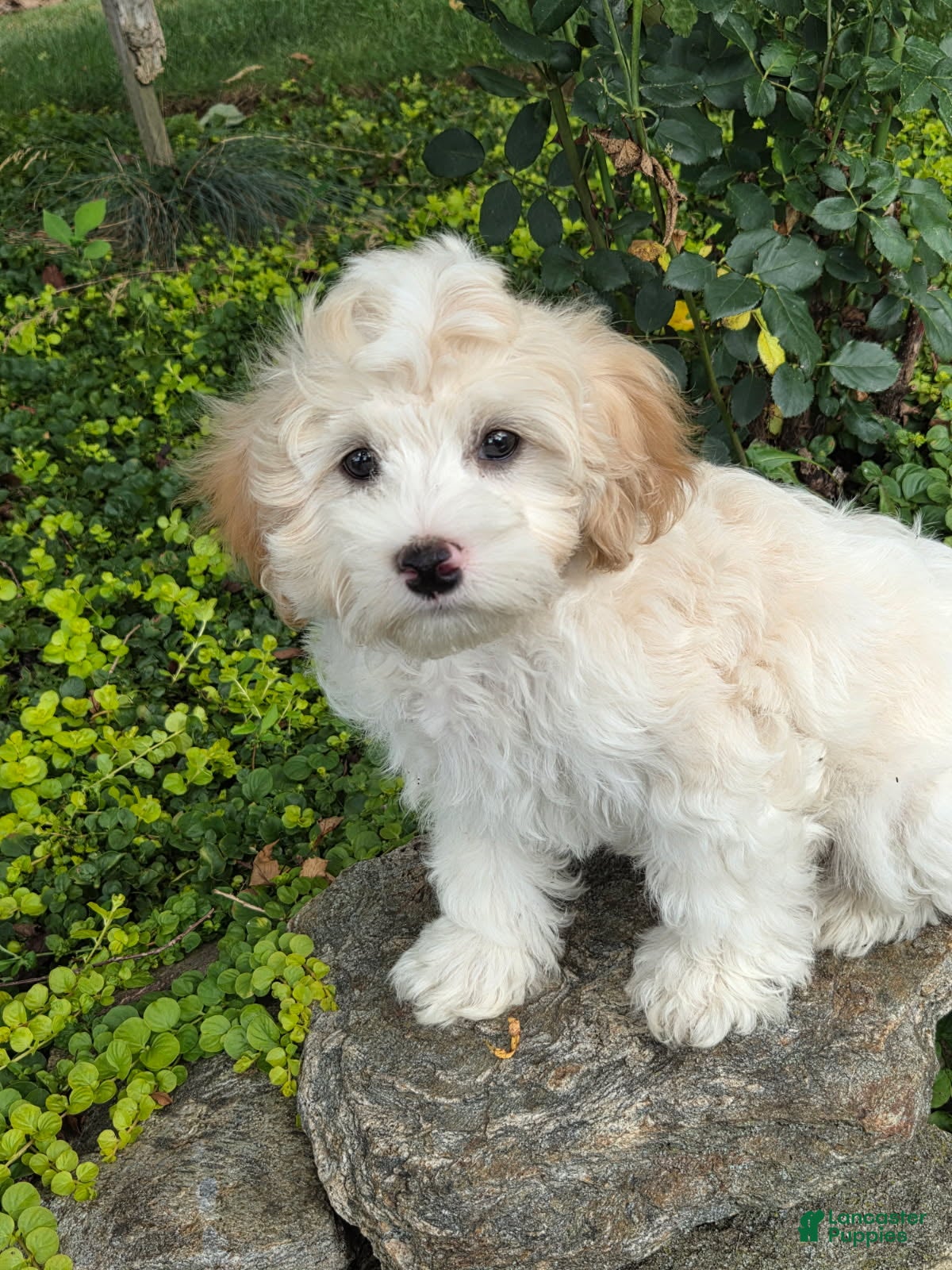 Maltipoo dogs Sailor - Ad 1