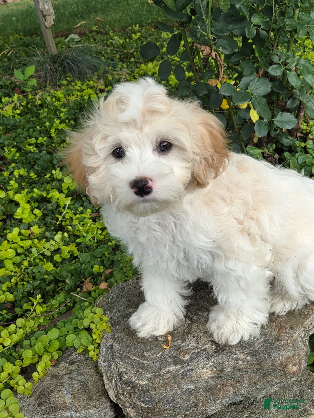 Maltipoo dogs for sale: Sailor - Ad 2