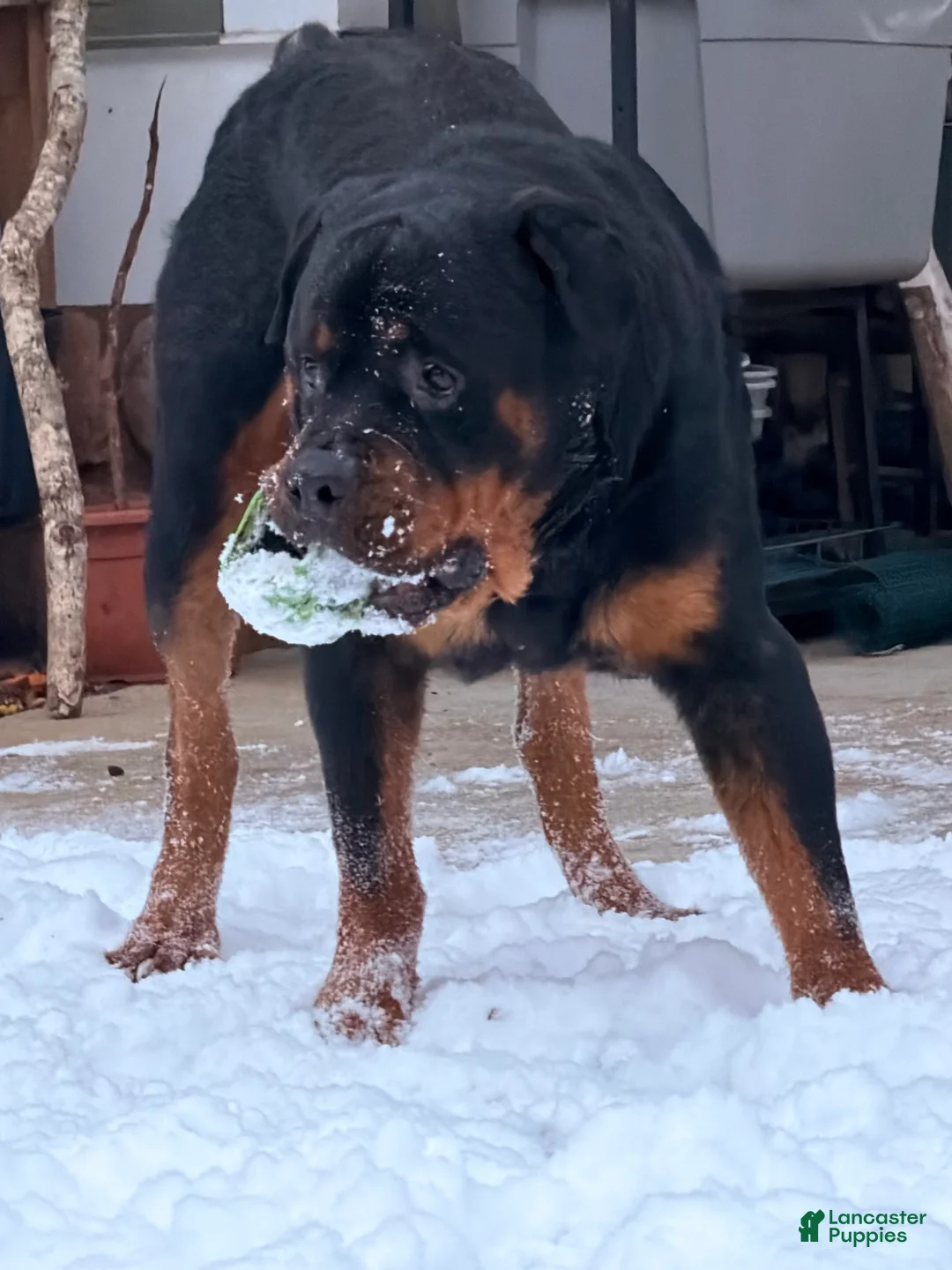 Rottweiler dogs for sale: Rottweiler Puppy 6 - Ad 7