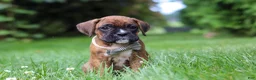Boxer dogs for sale: Barney - Ad 6