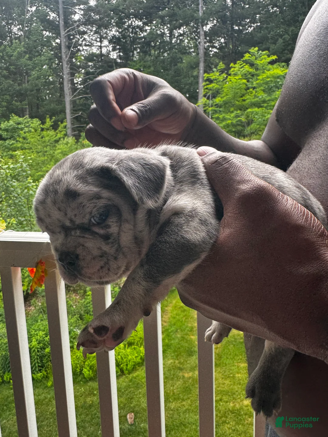 French Bulldog dogs for sale: French Bulldog 2 - Ad 1