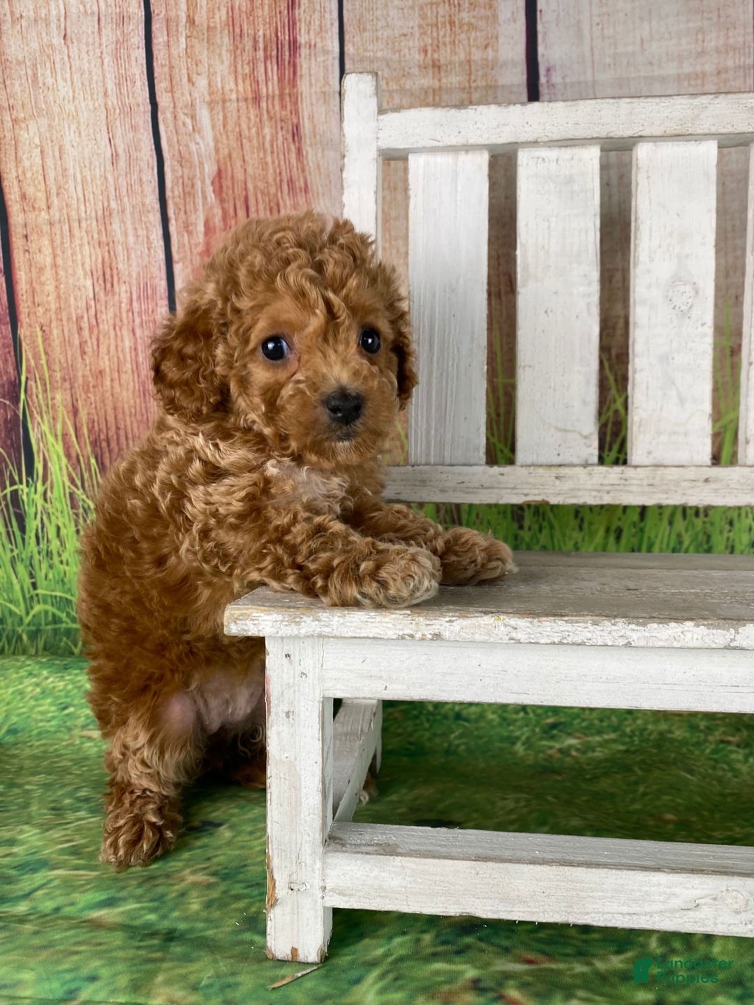 Gallery Image {{count}}