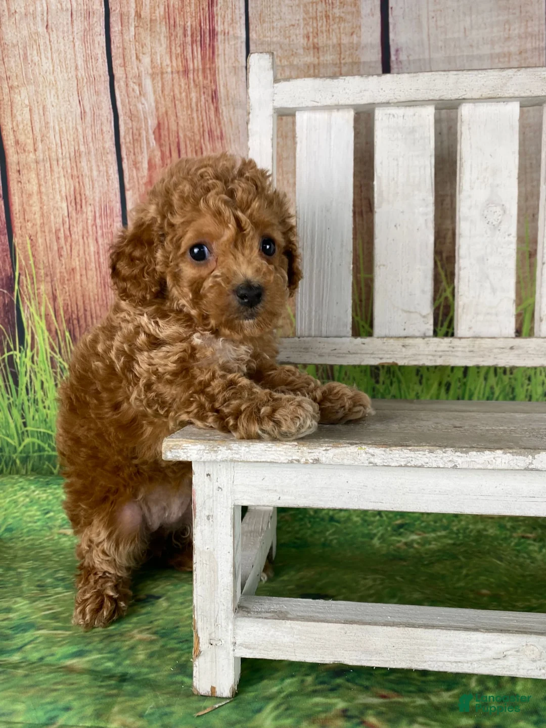 Gallery Image {{count}}