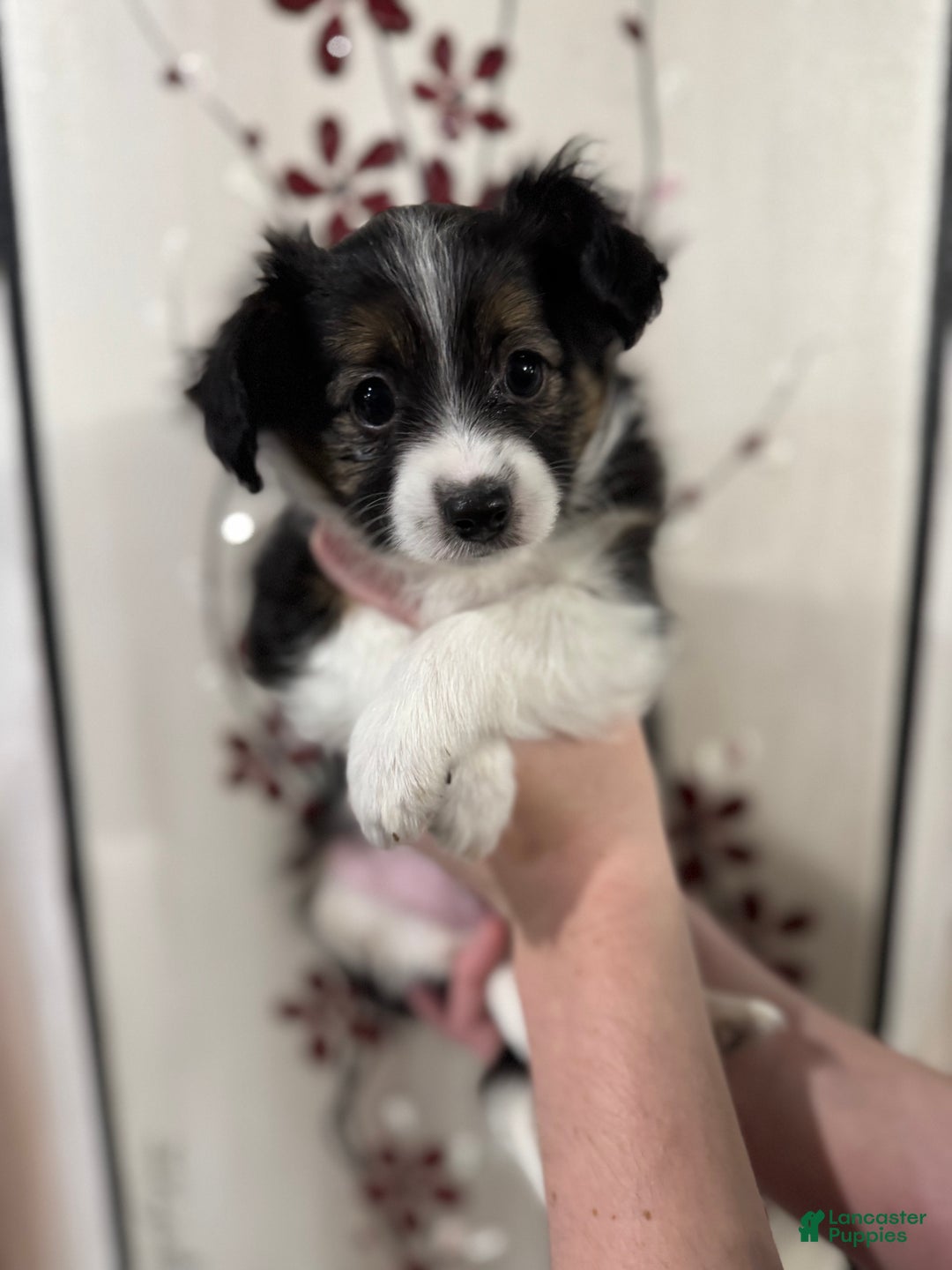 Mixed Breed dogs for sale: Bandit  - Ad 3