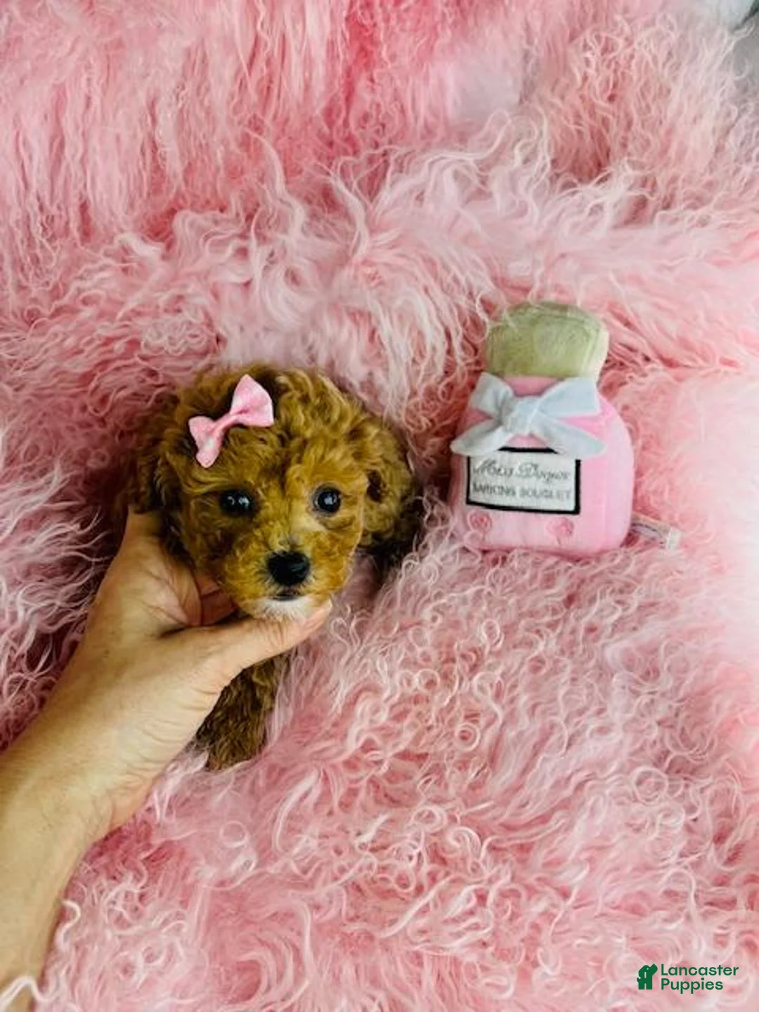 Toy Poodle dogs for sale: Toy Poodle Puppy 1 - Ad 4