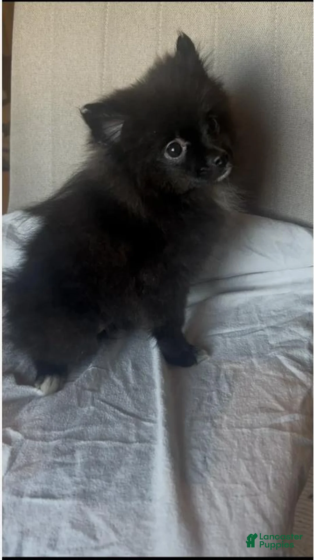 Pomeranian dogs for sale: LuLu - Ad 2