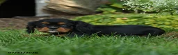 Cavalier King Charles Spaniel dogs for sale: Silverado - Ad 2