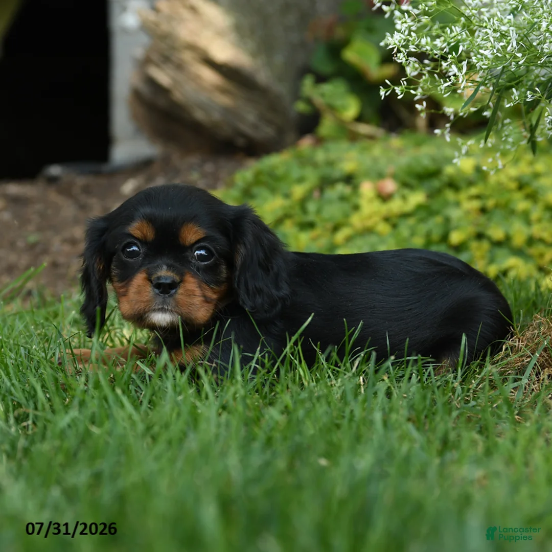 Cavalier King Charles Spaniel dogs for sale: Silverado - Ad 2