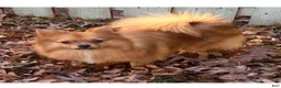 Pomeranian dogs for sale: Pomeranian Puppy 1 - Ad 12