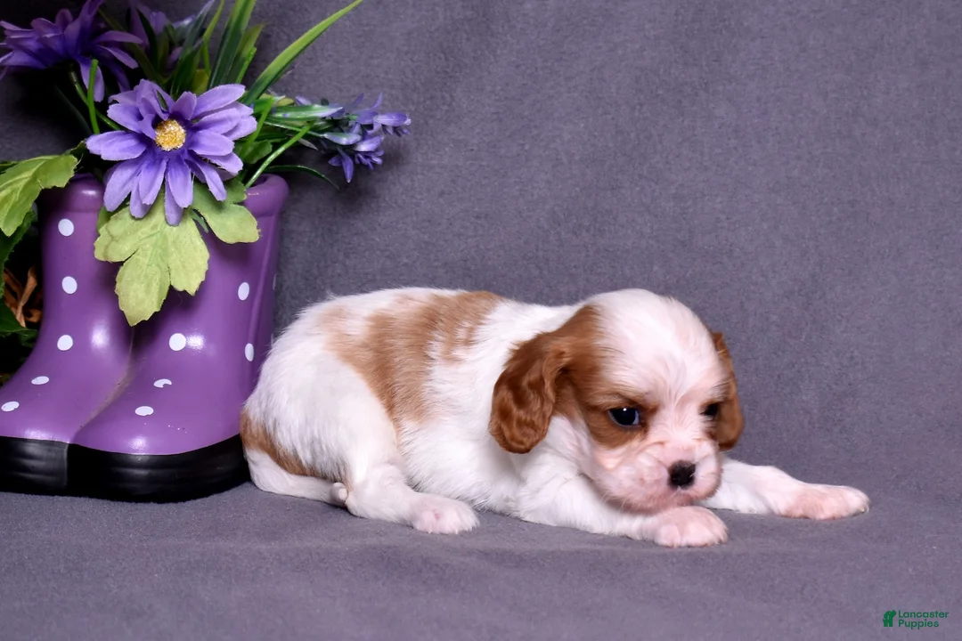 Cavalier King Charles Spaniel dogs for sale: Oliver - Ad 2