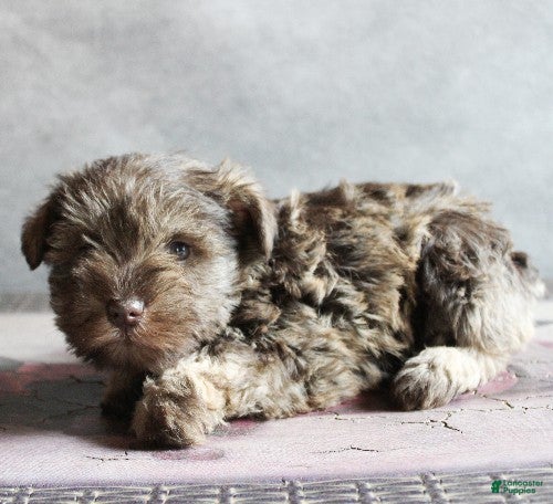 Miniature Schnauzer dogs Felicity - Ad 14