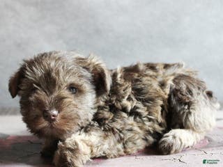 Miniature Schnauzer dogs Felicity - Ad 15