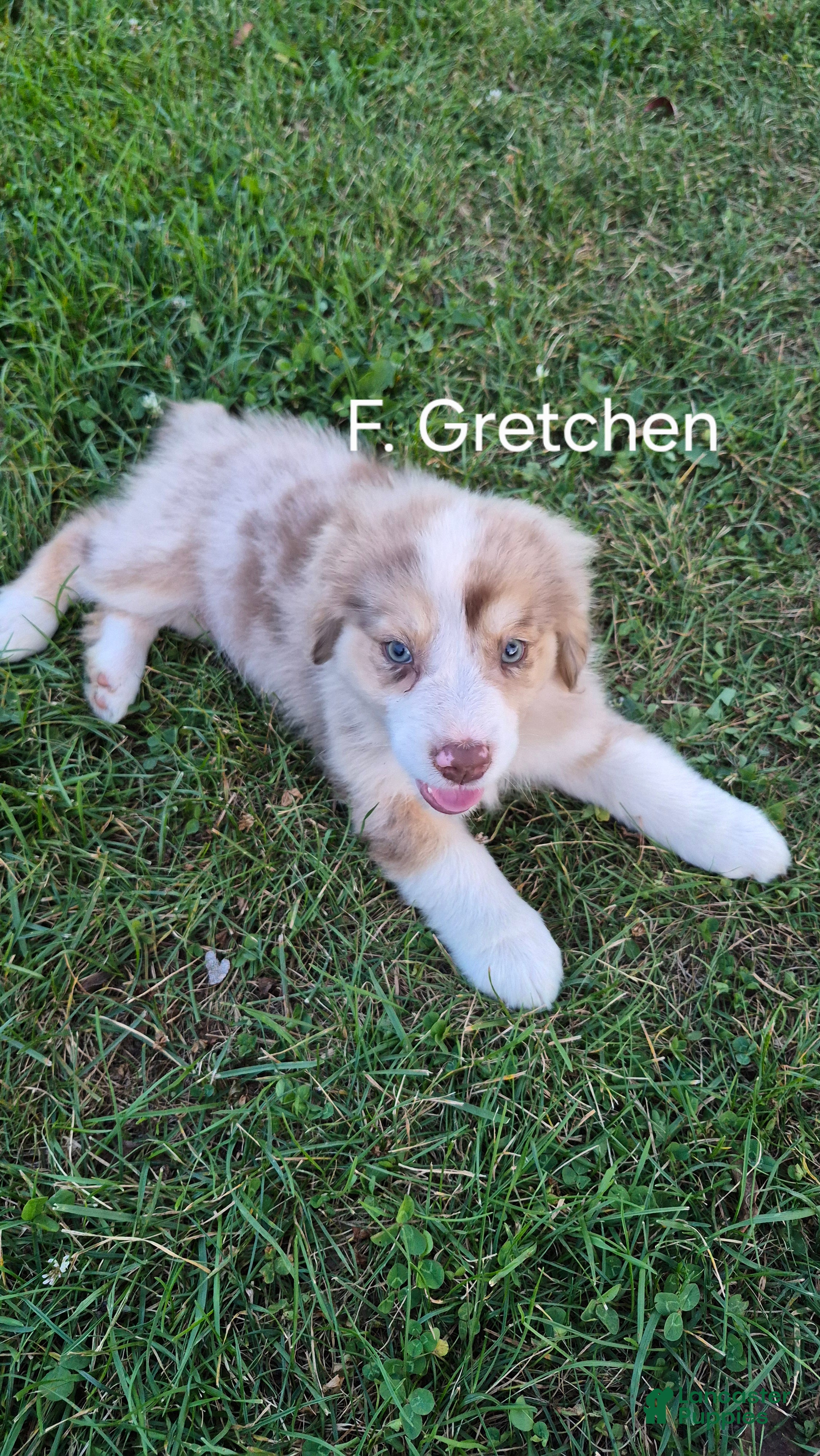 Australian Shepherd dogs Gretchen, A.S. 6 - Ad 1