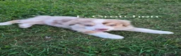 Australian Shepherd dogs for sale: Gretchen, A.S. 6 - Ad 1