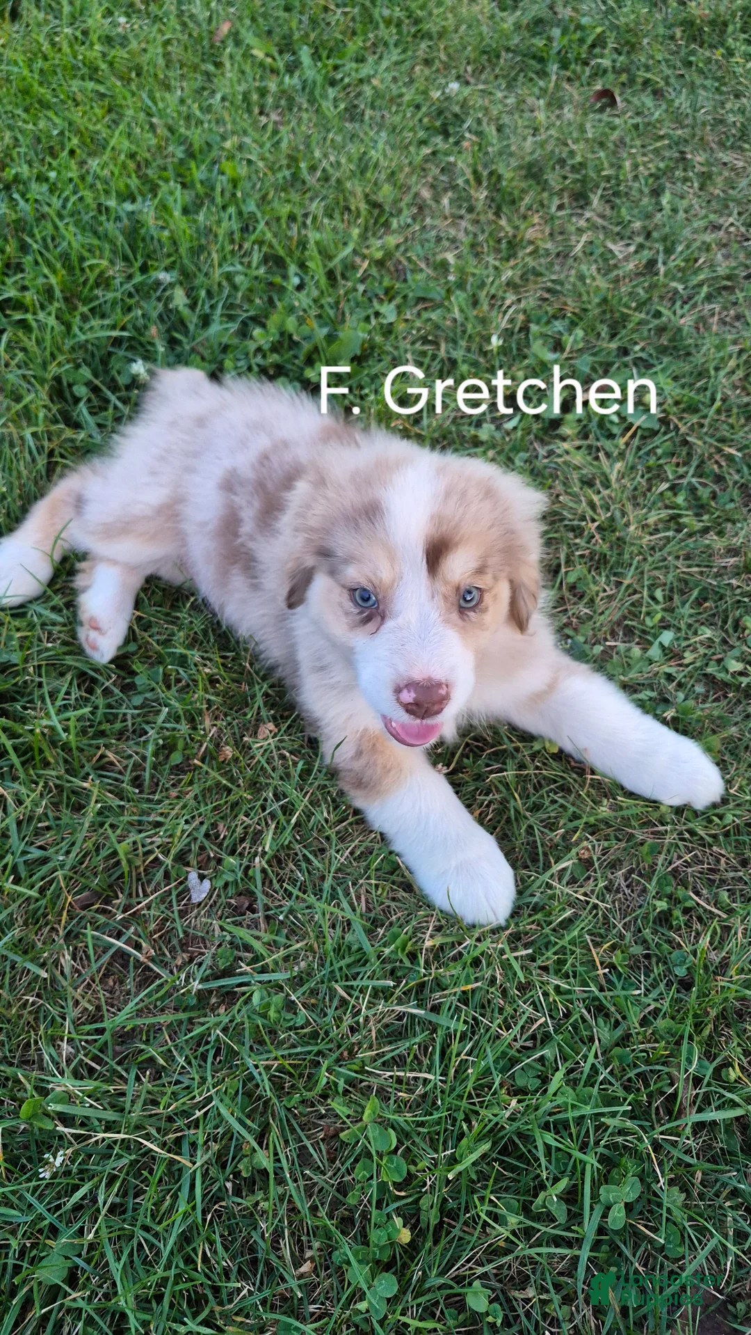 Australian Shepherd dogs for sale: Gretchen, A.S. 6 - Ad 1