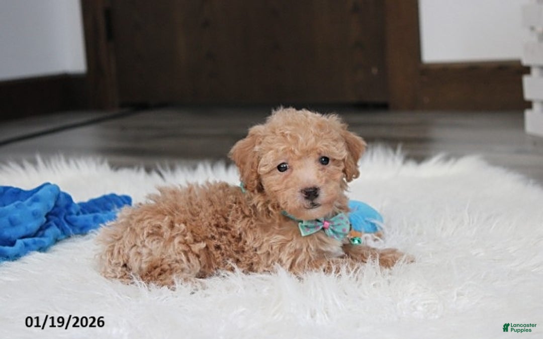 Bichpoo dogs for sale: Rowan - Ad 5