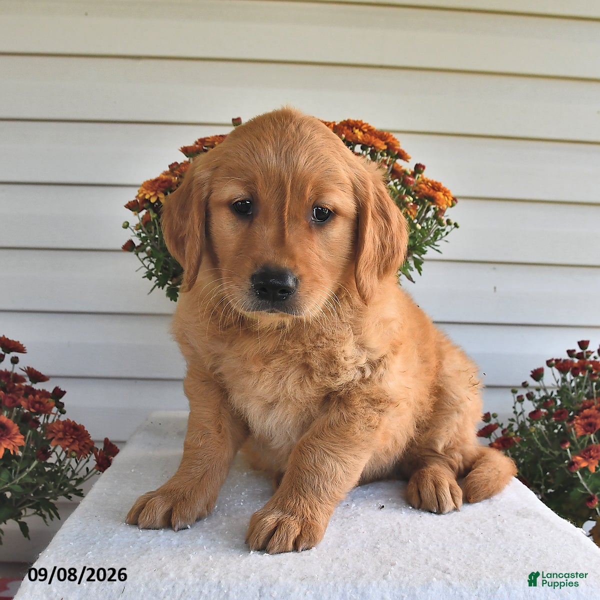 Golden Retriever dogs Tuffy  - Ad 2