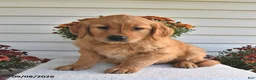 Golden Retriever dogs for sale: Tuffy  - Ad 2