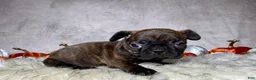Mixed Breed dogs for sale: Miss Millie - Ad 4
