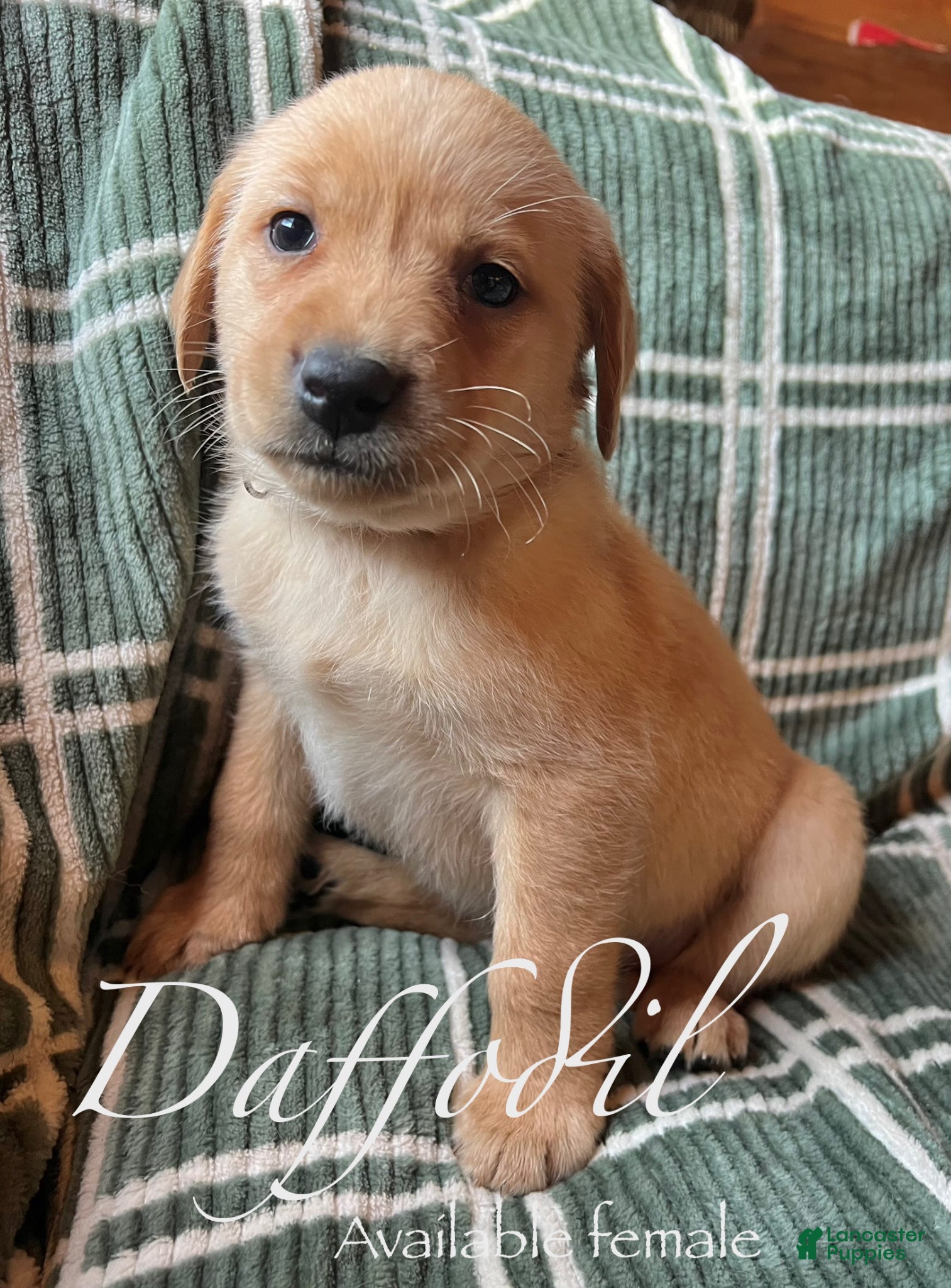 Labrador Retriever dogs Daffodil  - Ad 24