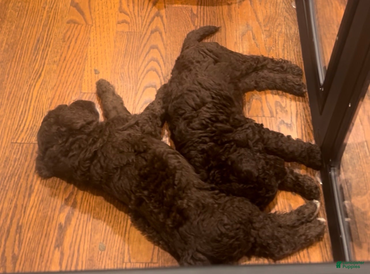 Goldendoodle dogs for sale: Mr Moose - Ad 24