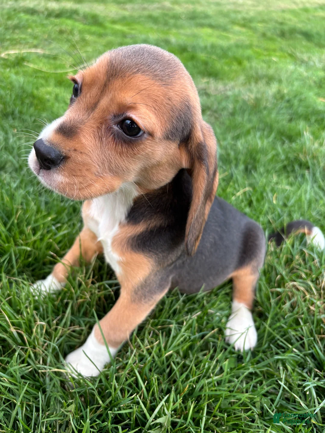 Beagle dogs for sale: Macey - Ad 1