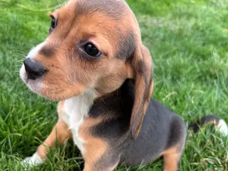 Beagle dogs Macey - Ad 39