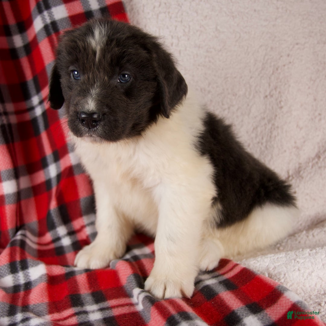 Newfoundland dogs for sale: Felix - Ad 2