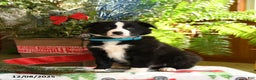 Border Collie dogs for sale: Charlie - Ad 1